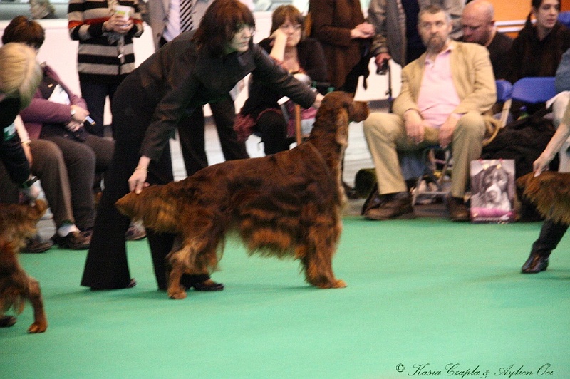 Crufts2011_2 058.jpg